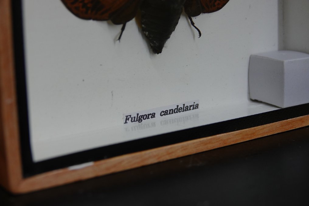 Hieno esillä oleva hyönteinen. Täytetyn eläimen koko kehon jalusta - insect - 12.5 cm - 15 cm - 3 cm - non-CITES species - 1 #1.0