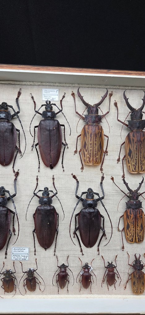 Large Bazil Beetles Cerambycidae Collection (60x40 cm)- Macrodontia sp (139/140mm) - - Διόραμα Clenoscelis sp. and other brasilian species - 1990-2000 - Νότια Αμερική #3.2