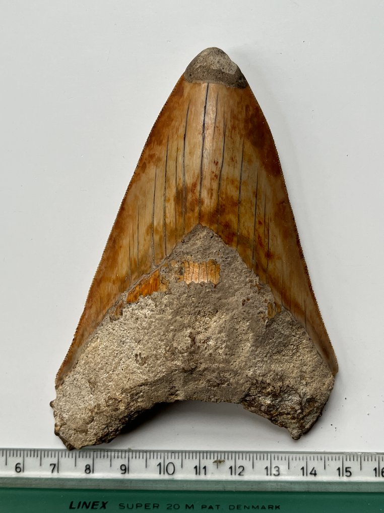 Megalodon tooth 11,8 cm - Fossil tooth - Carcharocles megalodon  (No reserve price) #3.2