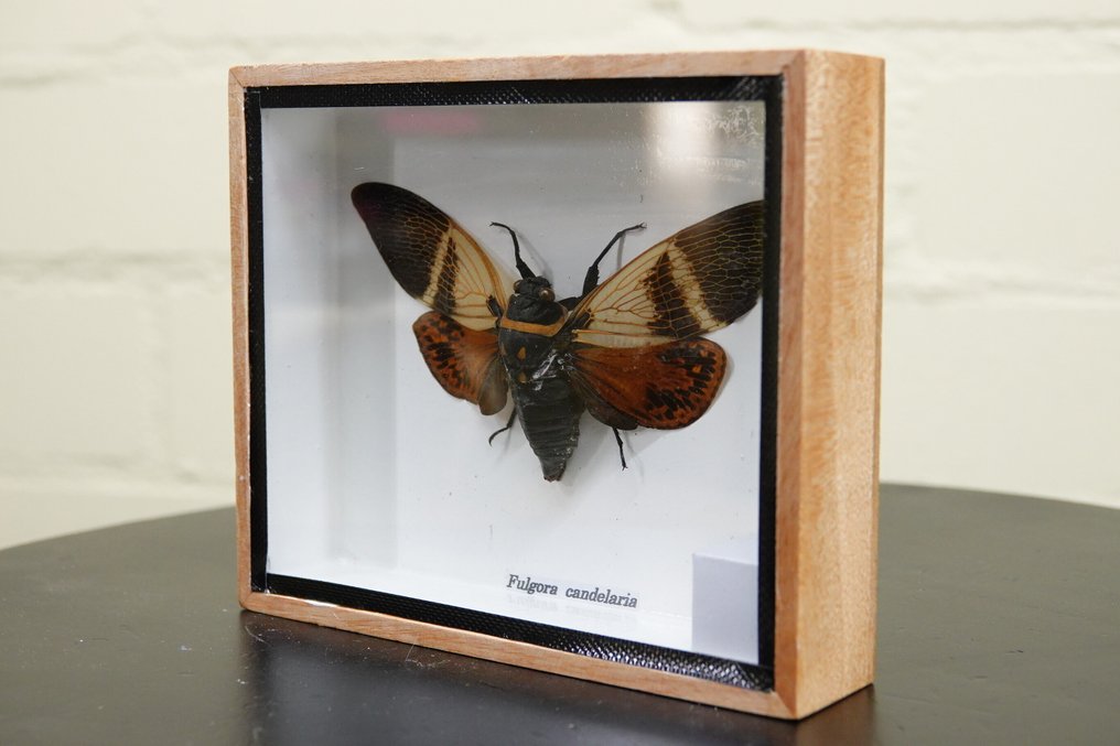 Hieno esillä oleva hyönteinen. Täytetyn eläimen koko kehon jalusta - insect - 12.5 cm - 15 cm - 3 cm - non-CITES species - 1 #4.3