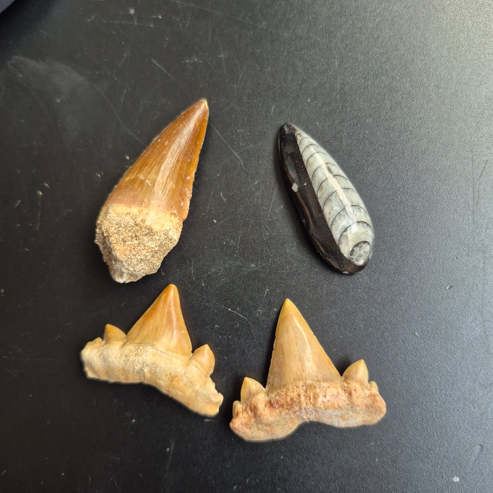 Fossil - Fossil tand - Bijzondere set van 4unieke fossielen - Mosasaurus Tanden - Otodus Obliquus - Carcharocles - - 12 cm - 12 cm (Utan reservationspris) #3.2