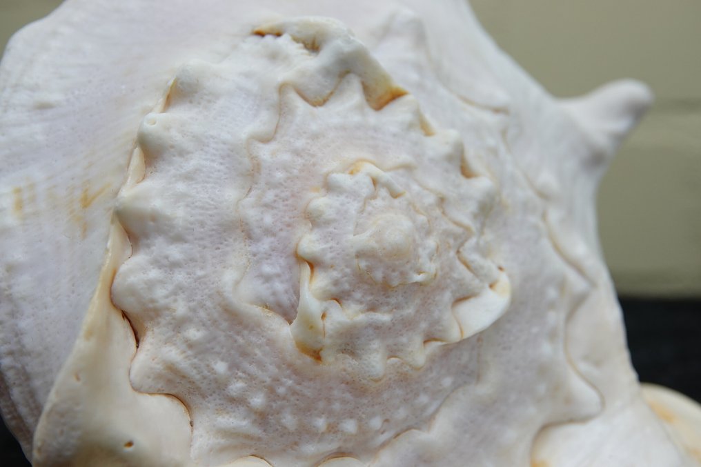 角盔 蜆 - Cassis cornuta (沒有保留價) #2.1