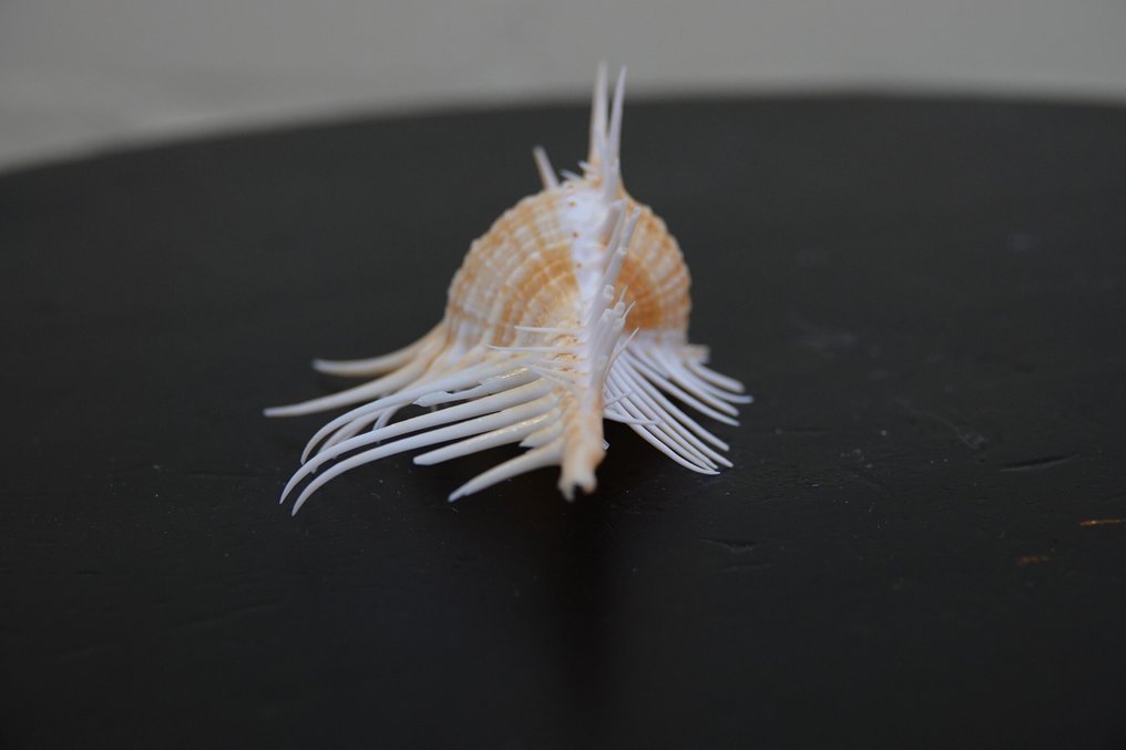 Branched Murex Clam - Chicocereus ramosus (No reserve price) #2.1