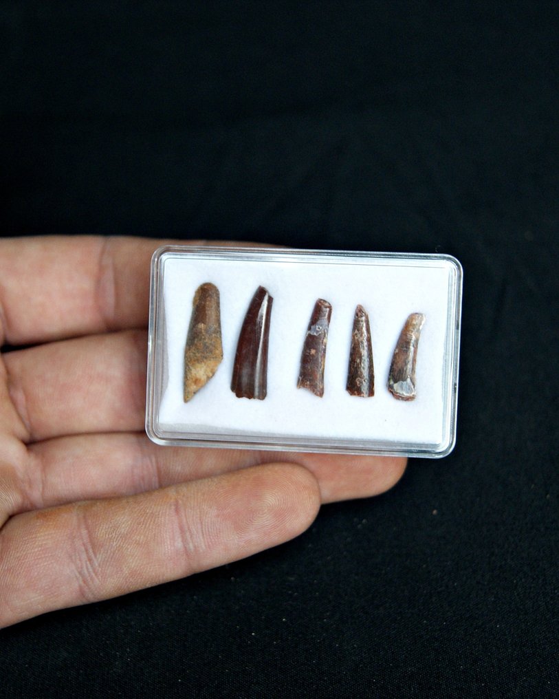 Pterosaur - Fosszilis fog - Colección de 5 dientes fósiles de pterosaurios (Nincs minimálár) #1.0