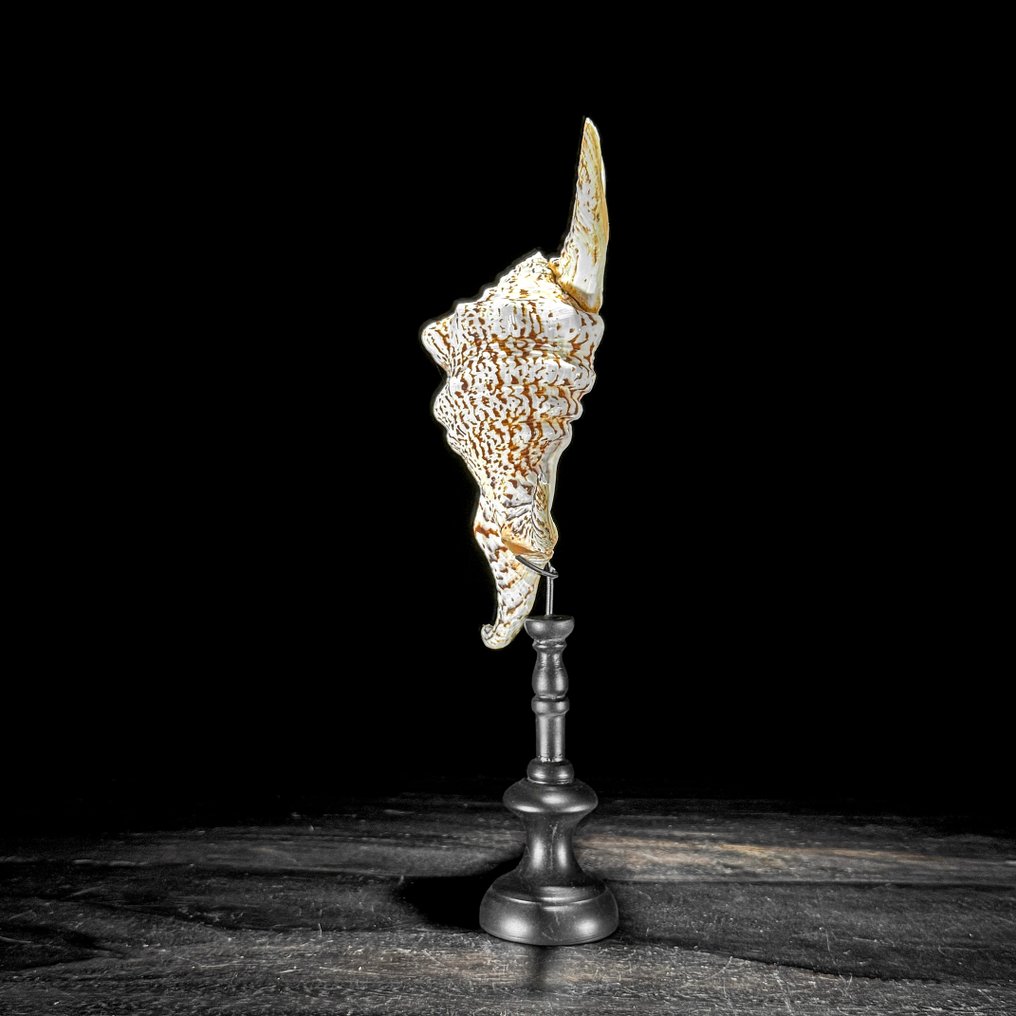 Stunning Pair of Spider Conch Shell on custom stands- Sea shell - Lambis Lambis (No reserve price) #4.3