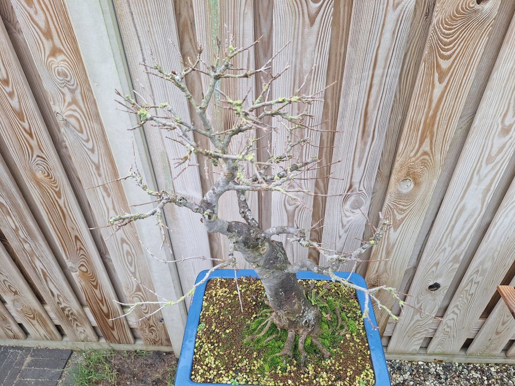 Trident maple bonsai (Acer buergerianum) - Height (Tree): 60 cm - Depth (Tree): 40 cm - Netherlands #4.3