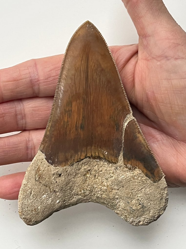 Megalodon tooth 11,8 cm - Fossil tooth - Carcharocles megalodon #1.0