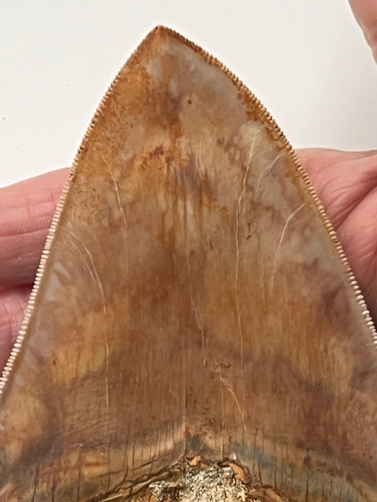 Dinți uriași de Megalodon, 13,9 cm. - Dinte fosilă - Carcharocles megalodon #1.0