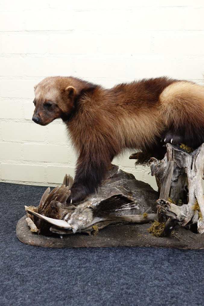 Wolverine Κρανίο - Gulo gulo - 65 cm - 55 cm - 90 cm- non-CITES species #3.2