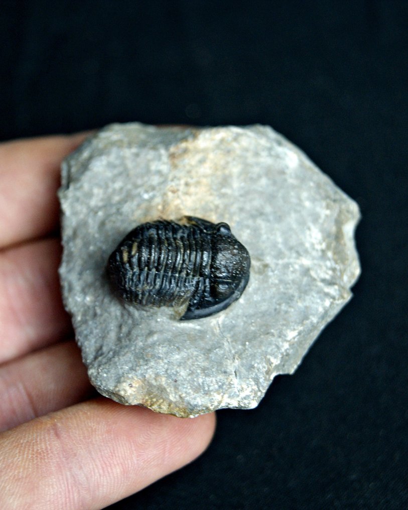 Trilobite - Fossile dyr - Proetus granulosus (Ingen reservasjonspris) #1.0