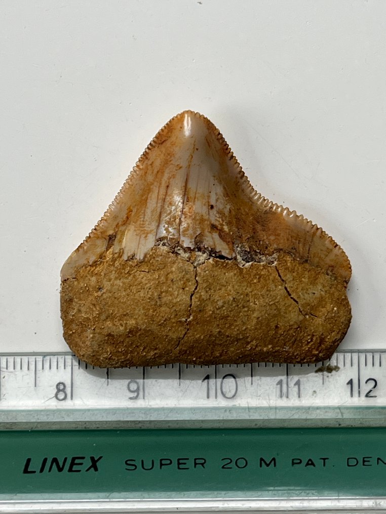Diente de Megalodon 4,2 cm - Diente fósil - Carcharocles megalodon (Sin precio de reserva) #4.3