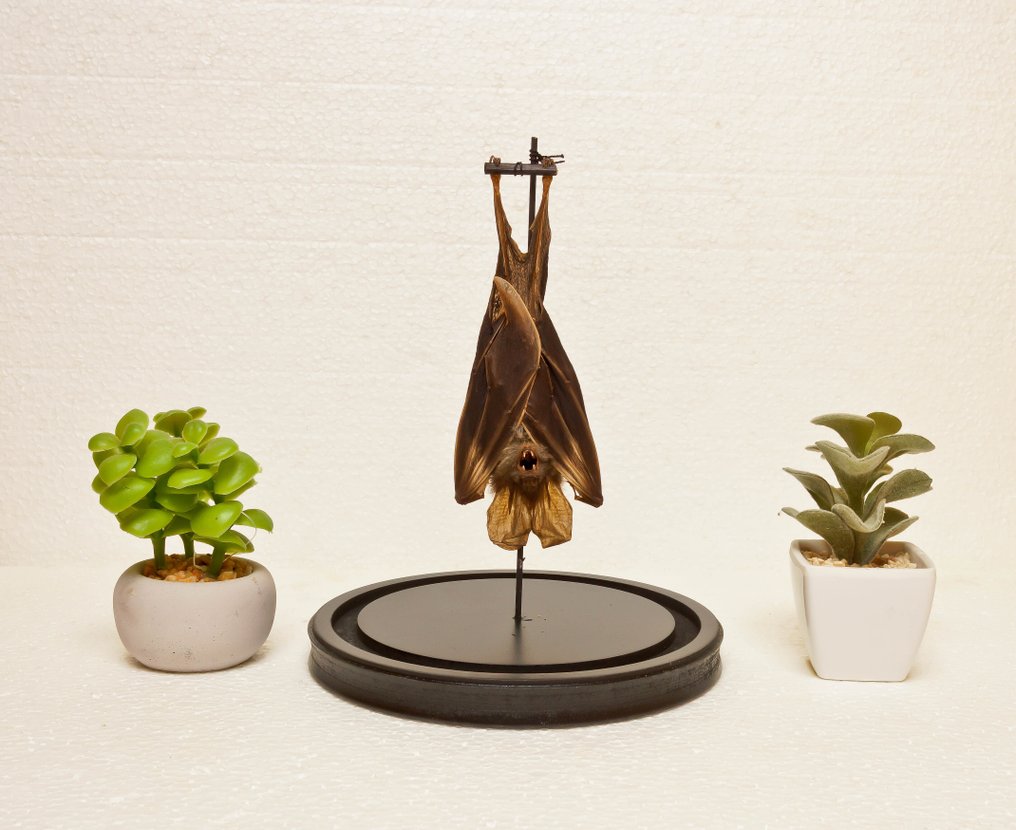 Pipistrello Allestimento tassidermico a corpo intero - Megaderma spasma - 25 cm - 17 cm - 0 cm - Specie non CITES #1.0