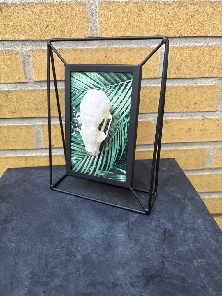 steenmarter Κρανίο - Martes foina - 20.5 cm - 4 cm - 15.5 cm- Είδη που δεν ανήκουν στο CITES - (1) #2.1