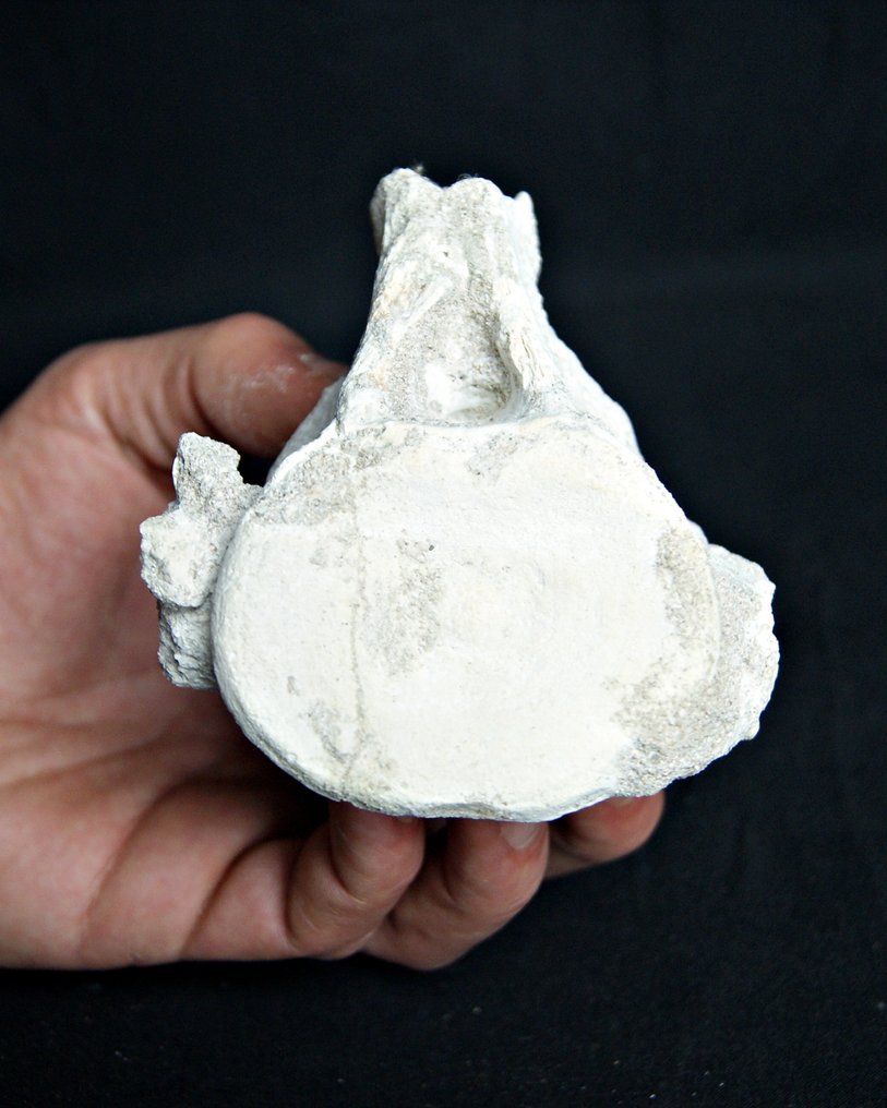 Mosasauro - Osso fossile - Mosasaurus Prognotodon  (Senza prezzo di riserva) #2.1