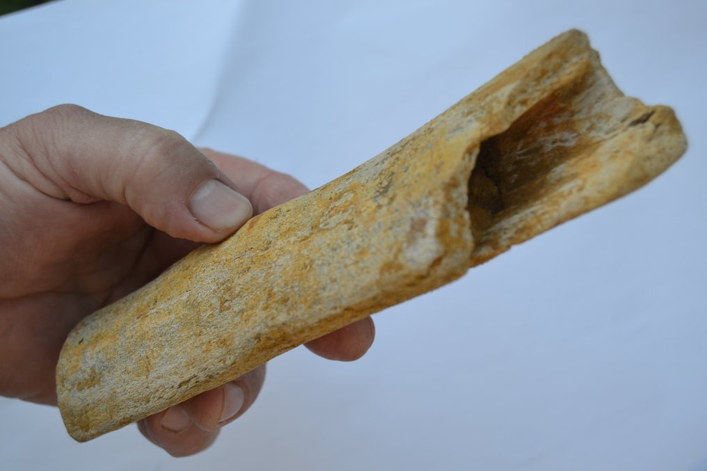 Collection of Dinosaur, Reptile from Sahara - Fossil bone  (No reserve price) #4.3