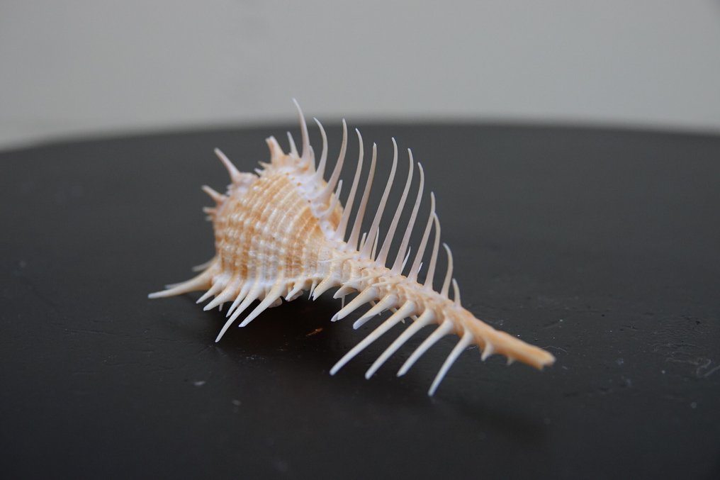 Κλαδωτός Murex Αχιβάδα - Chicocereus ramosus (χωρίς τιμή ασφαλείας) #4.3