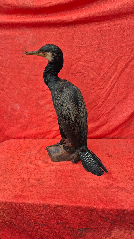 Grand Cormoran Ścienny eksponat taksydermiczny - Phalacrocorax carbo - Grand spécimen adulte - sur support à poser - ENVOI GRATUIT dans l'UE !!! - 61 cm - 26 cm - 40 cm - Gatunki inne niż CITES #1.0