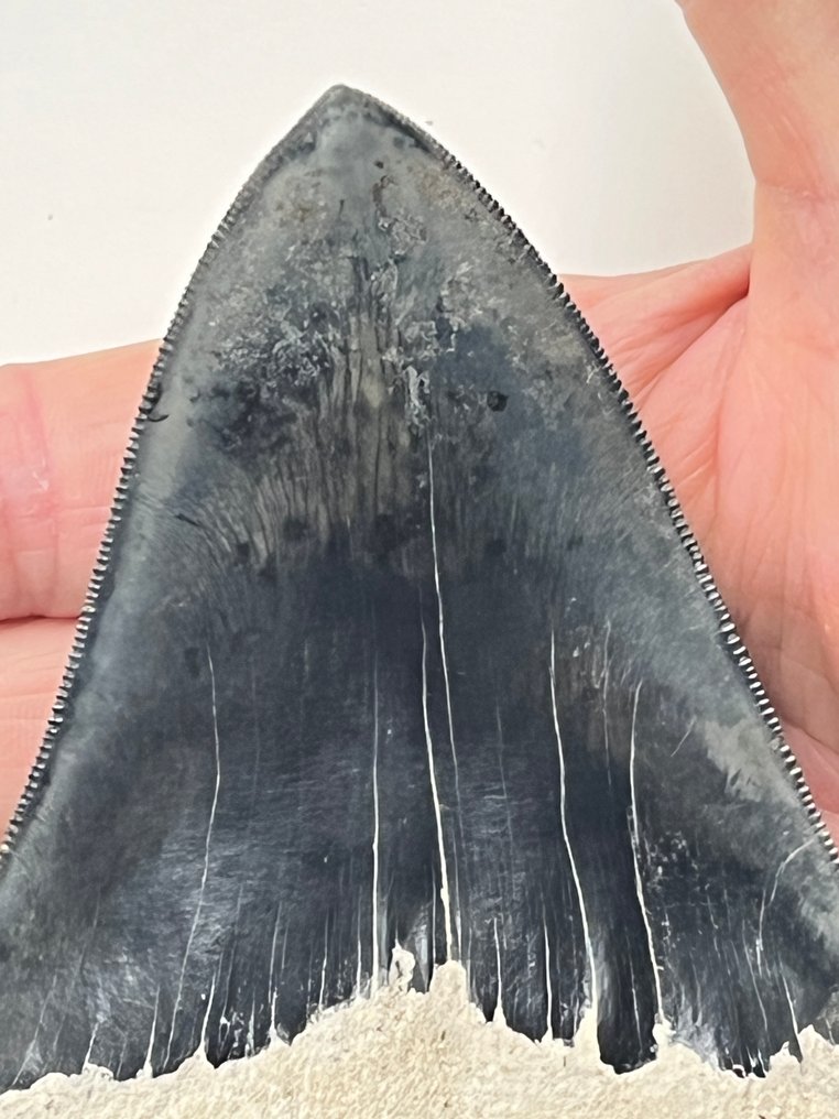 Diente de Megalodon 12,3 cm - Diente fósil - Carcharocles megalodon #2.1