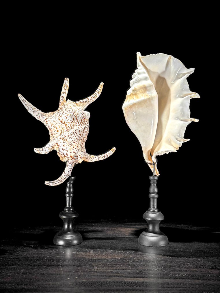 Stunning Pair of Spider Conch Shell on custom stands- Sea shell - Lambis Lambis (No reserve price) #1.0