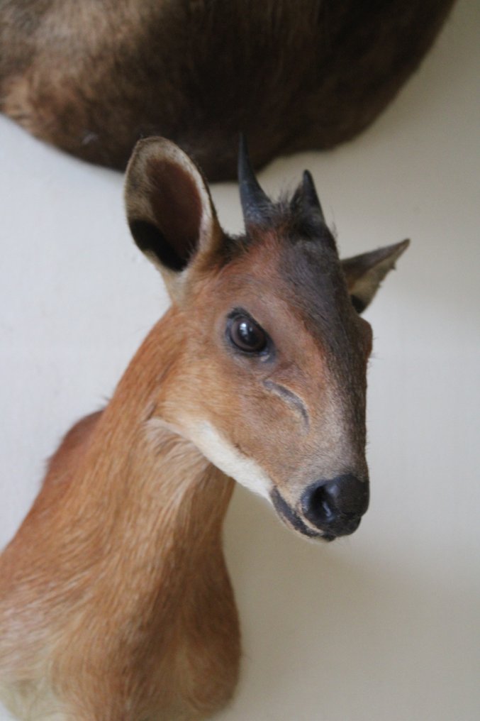 Cephalophe del natal Allestimento tassidermico di testa - Cephalophus natalensis - 24 cm - 16 cm - 32 cm - Specie non CITES - 1 #3.2