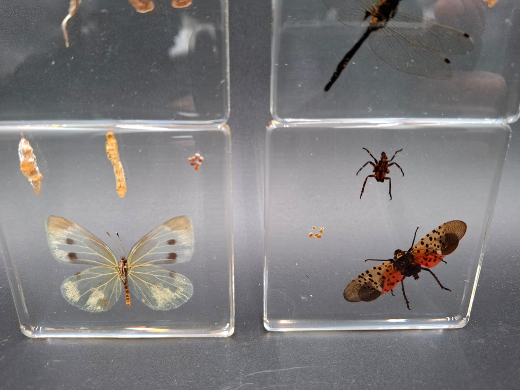 Rana Allestimento tassidermico a corpo intero - Rena - 75 mm - 75 mm - 9 mm - 4 #4.3