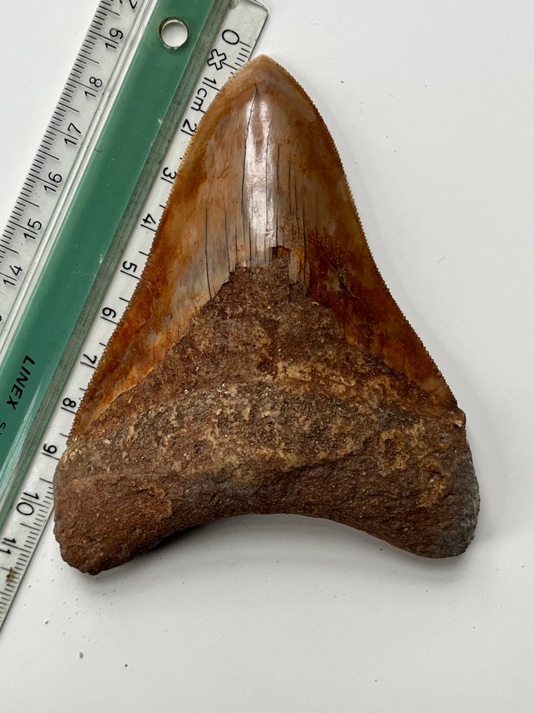 Diente de Megalodon 11,0 cm - Diente fósil - Carcharocles megalodon #3.2