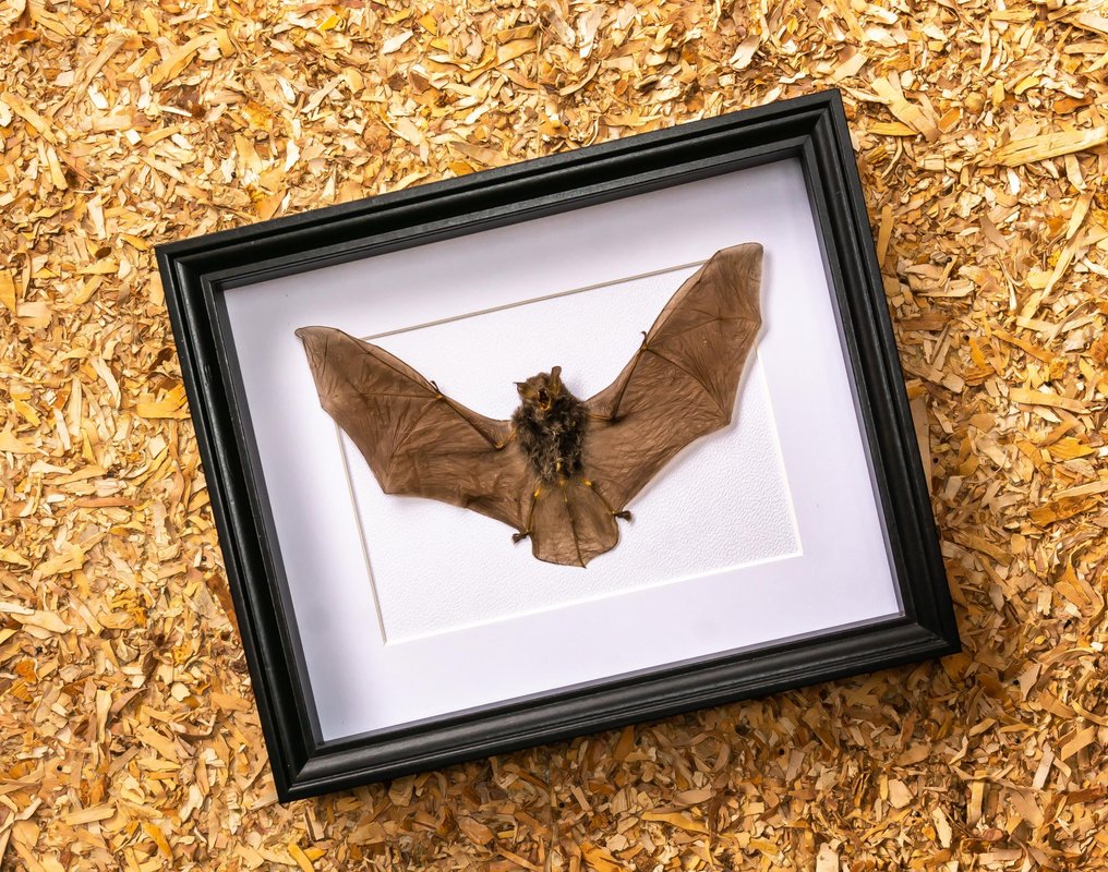 Namalowany nietoperz Vesper - w oprawie. Eksponat taksydermiczny (całe ciało) - Hipposideros madurae - 22.5 cm - 27.5 cm - 4 cm - Gatunki inne niż CITES #1.0
