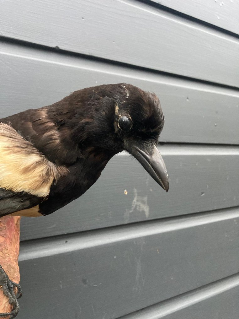 Gazza Allestimento tassidermico a corpo intero - Pica - 27 cm - 30 cm - 20 cm - EU Annex II - 1 #3.2