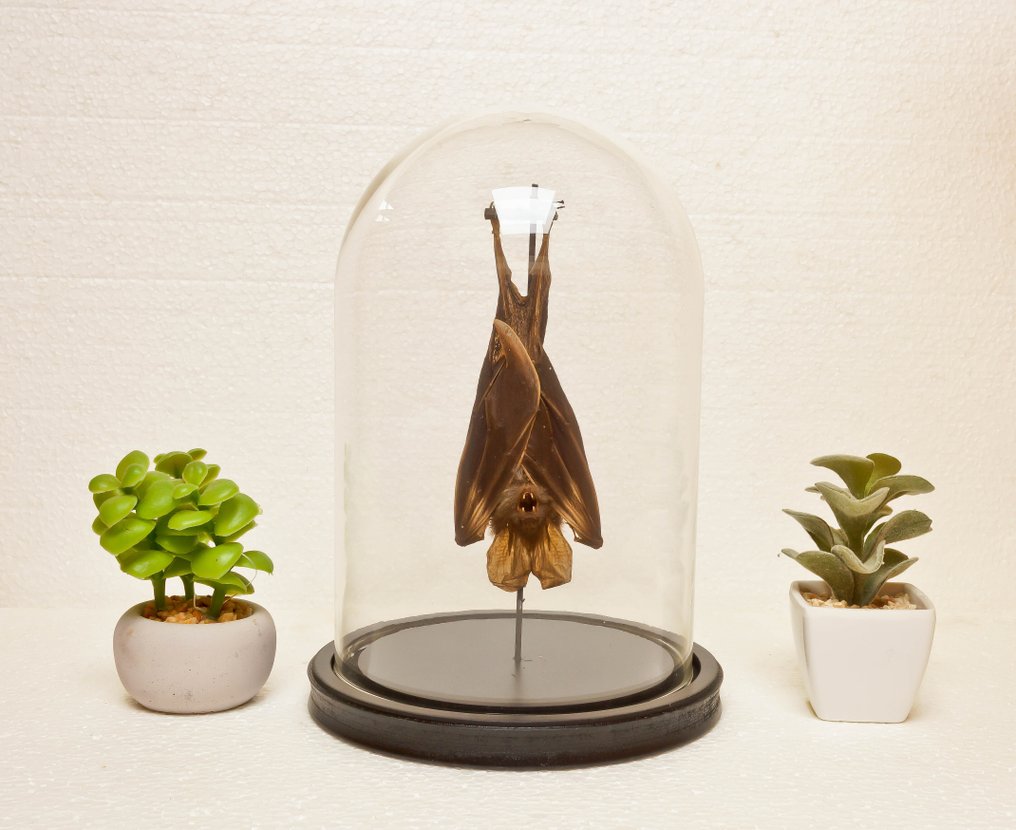 Pipistrello Allestimento tassidermico a corpo intero - Megaderma spasma - 25 cm - 17 cm - 0 cm - Specie non CITES #4.3