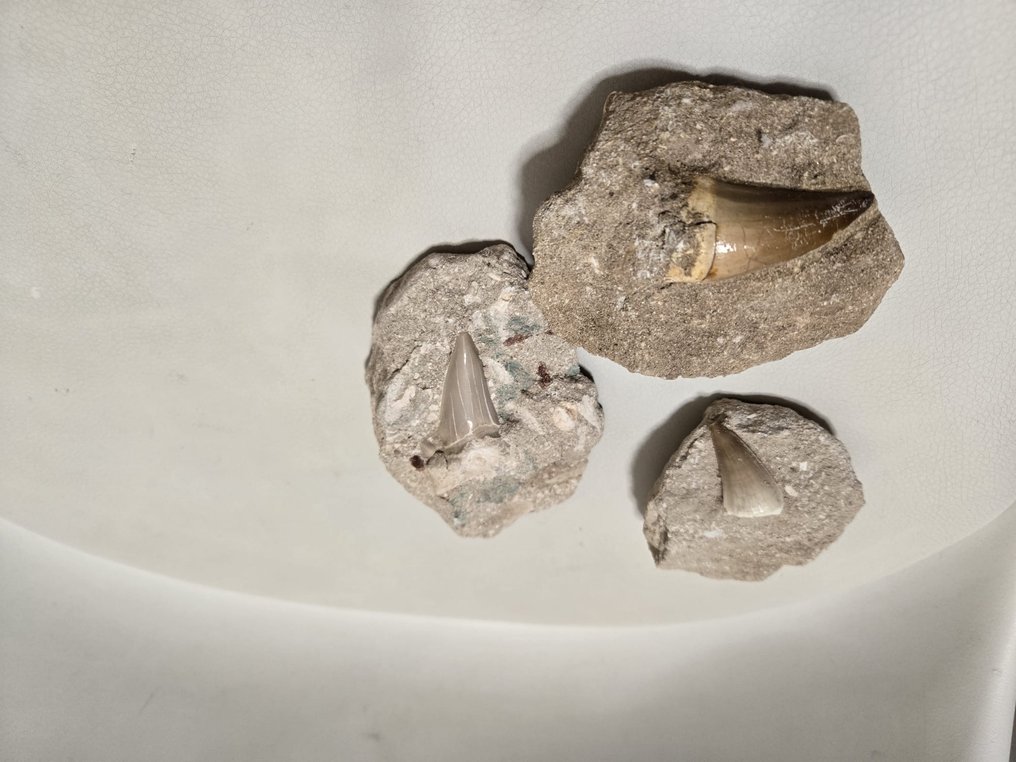 Mosasaurier - Fossila tänder (Utan reservationspris) #2.1