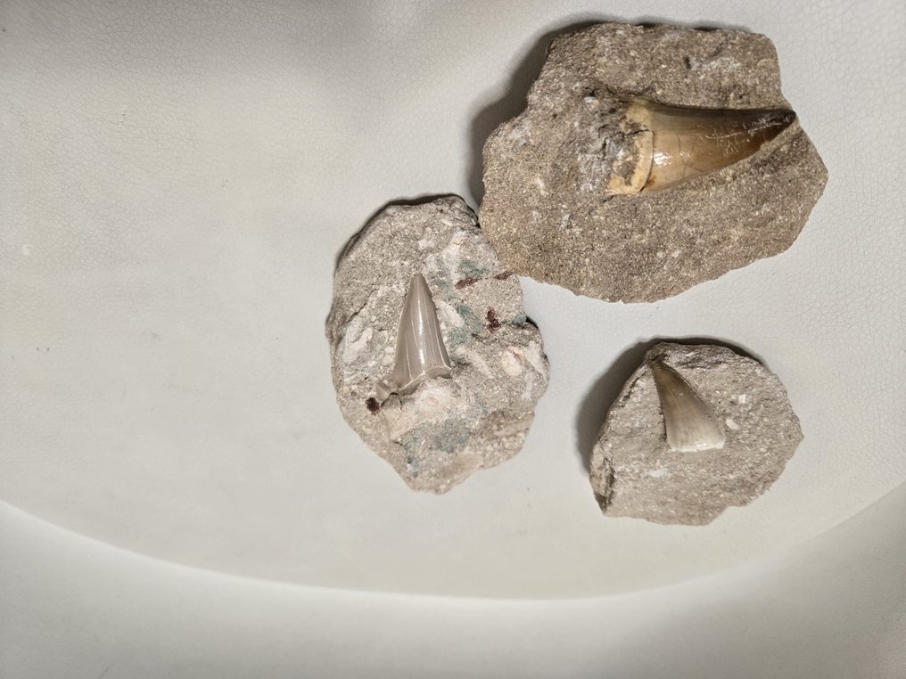 Mosasaurier - Fossila tänder (Utan reservationspris) #4.3