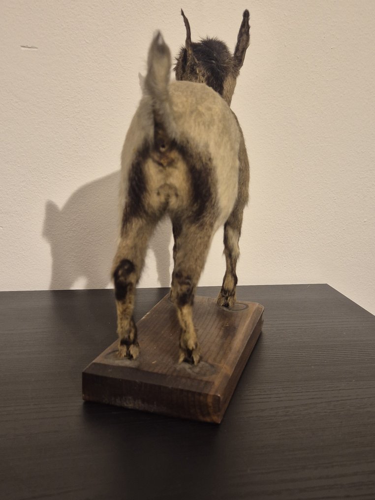 Capra domestica Allestimento tassidermico a corpo intero - Capra aegagrus hircus - 30 cm - 11 cm - 33 cm - 1 #1.0