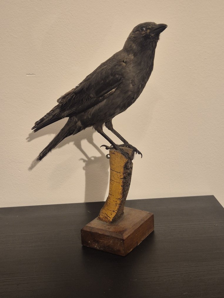 烏鴉 標本全身支架 - Corvus - 37 cm - 30 cm - 12 cm - 1 #1.0