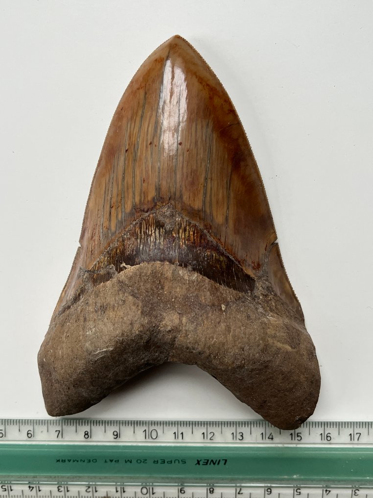 Dinți imens de Megalodon, 13,3 cm. - Dinte fosilă - Carcharocles megalodon #4.3
