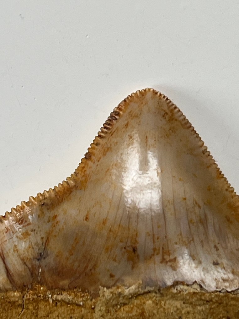 Diente de Megalodon 4,2 cm - Diente fósil - Carcharocles megalodon (Sin precio de reserva) #2.1