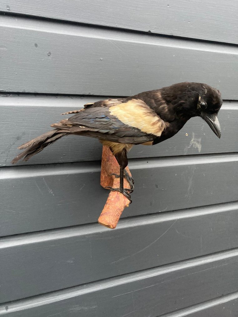 Gazza Allestimento tassidermico a corpo intero - Pica - 27 cm - 30 cm - 20 cm - EU Annex II - 1 #1.0