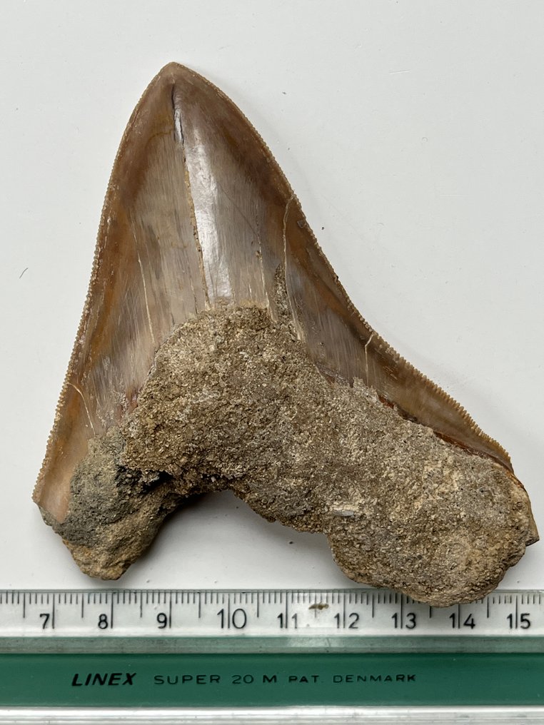 Dinți de Megalodon 10,1 cm - Dinte fosilă - Carcharocles megalodon (Fără preț de rezervă) #4.3