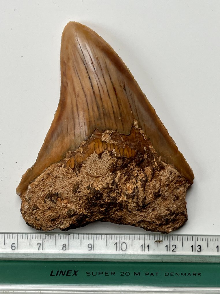 Megalodon tand 9,1 cm - Fossiele tand - Carcharocles megalodon  (Zonder minimumprijs) #4.3