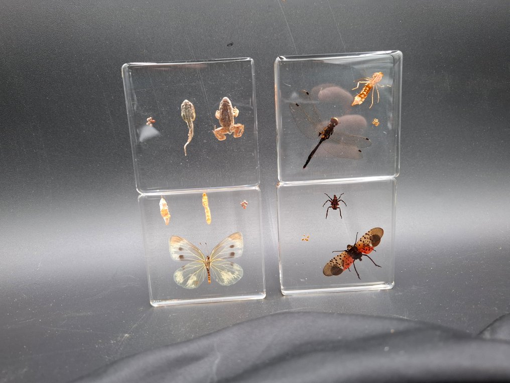 Rana Allestimento tassidermico a corpo intero - Rena - 75 mm - 75 mm - 9 mm - 4 #1.0