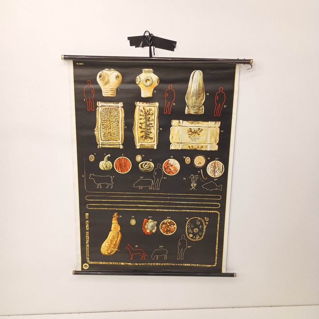 Deutsches Hygiene Museum Dresden - Anatominen seinäkartta - Koulun kartta - 2019 suolistobakteerit - Kangas #1.0