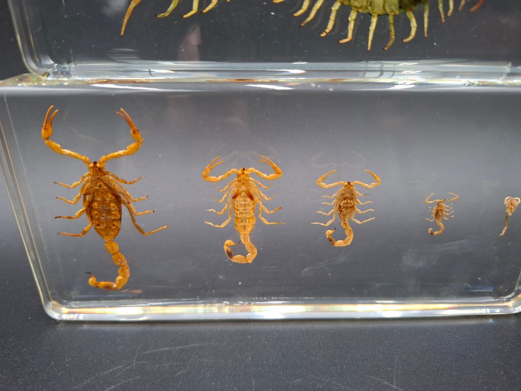 Ciclo di vita dello scorpione Allestimento tassidermico a corpo intero - Arachnida sp. - 16.5 cm - 7.8 cm - 1.7 cm - Specie non CITES #4.3