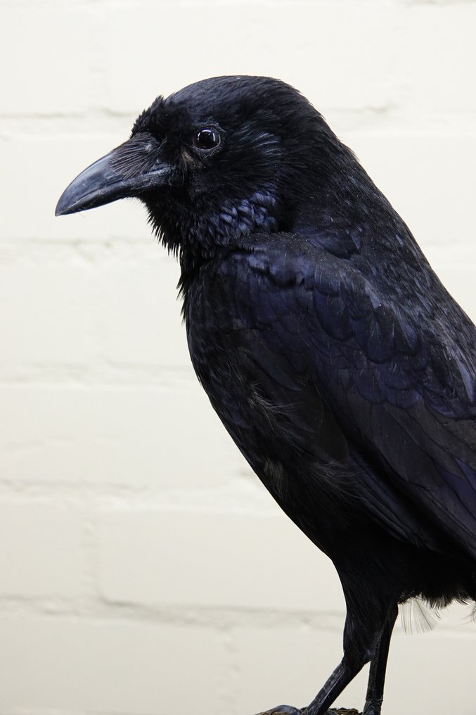 Carrion Crow Allestimento tassidermico a corpo intero - Corvus corone - 30 cm - 13 cm - 44 cm - non-CITES species #2.1