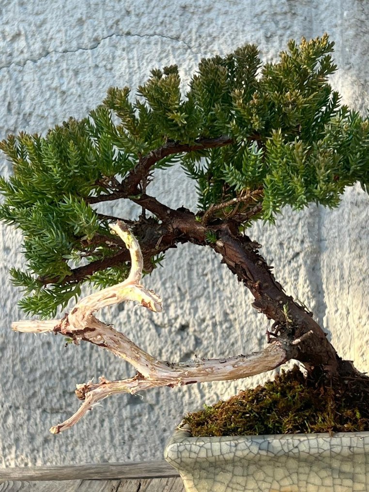 Bonsai ginepro (Juniperus) - Altezza (albero): 18 cm - Profondità (albero): 22 cm - Giappone #2.1