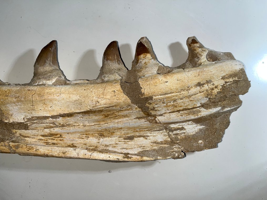Mosasaurier - Fossiliserad käke - Mosasaurus sp. - 43 cm - 12 cm #4.3