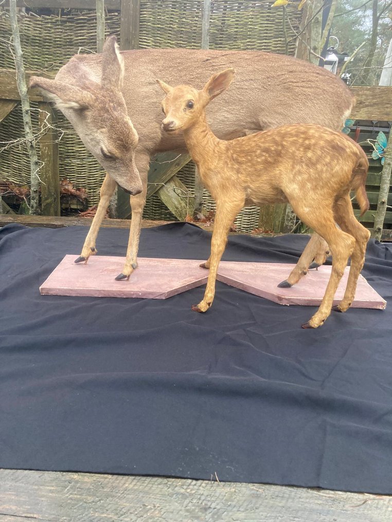 Capriolo Allestimento tassidermico a corpo intero - Capreolus Capreolus - 62 cm - 90 cm - 40 cm - Specie non CITES - 2 #1.0