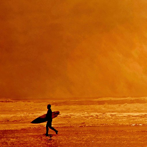 Roberto Cavalli - Into the wild / #527 #1.0