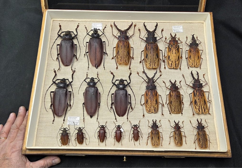 Large Bazil Beetles Cerambycidae Collection (60x40 cm)- Macrodontia sp (139/140mm) - - Διόραμα Clenoscelis sp. and other brasilian species - 1990-2000 - Νότια Αμερική #1.0