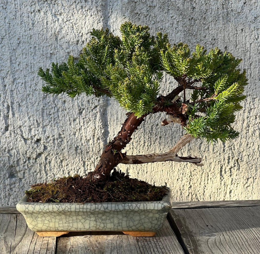Bonsai ginepro (Juniperus) - Altezza (albero): 18 cm - Profondità (albero): 22 cm - Giappone #3.2