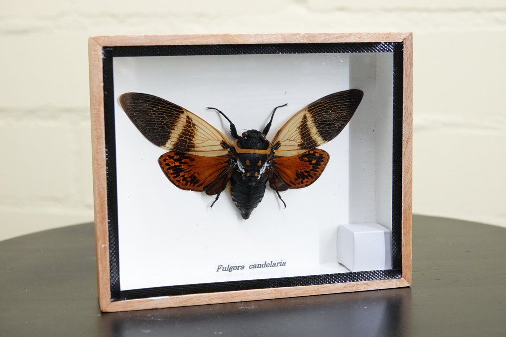 Hieno esillä oleva hyönteinen. Täytetyn eläimen koko kehon jalusta - insect - 12.5 cm - 15 cm - 3 cm - non-CITES species - 1 #3.2