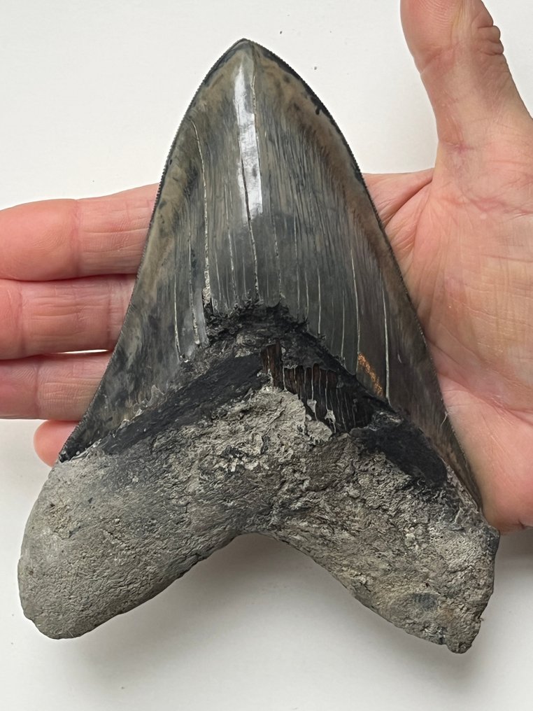 Suuri Megalodon-hampaan koko 15,3 cm (6,08 tuumaa) - Fossiiliset hampaat - Carcharocles megalodon #1.0